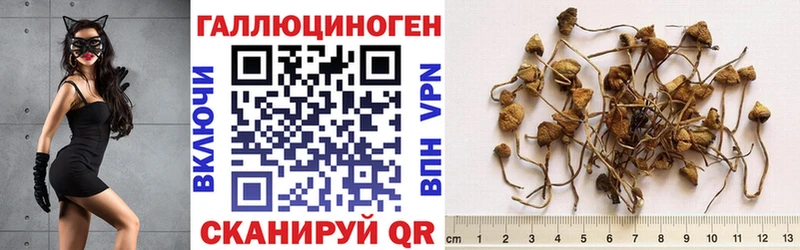 Псилоцибиновые грибы Psilocybine cubensis  дарнет шоп  Харабали 